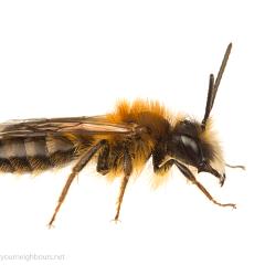 MYN Tawny Mining Bee male 